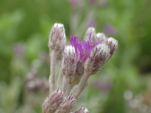 Image of Hilliardiella aristata by (c) Mahomed Desai, some rights reserved (CC BY)