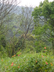 Viburnum odoratissimum