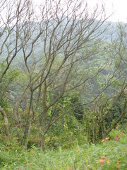 Viburnum odoratissimum