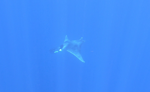 photo of Spinetail Devil Ray (Mobula mobular)