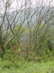 Viburnum odoratissimum