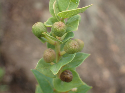 Image of Clutia cordata by (c) Mahomed Desai, some rights reserved (CC BY)