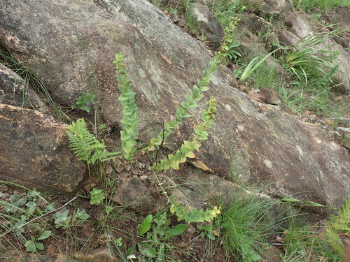 Clutia cordata (Clutia cordata)