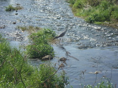 Ardea cinerea