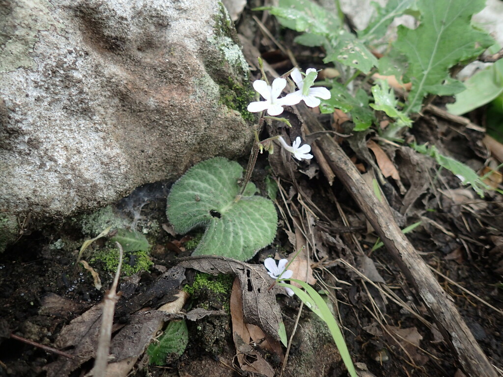 Streptocarpus prolixus; photograph (c) Mahomed Desai, some rights reserved (CC BY)