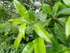 Syzygium nervosum