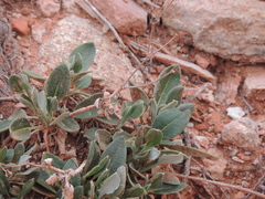 Eriogonum jamesii