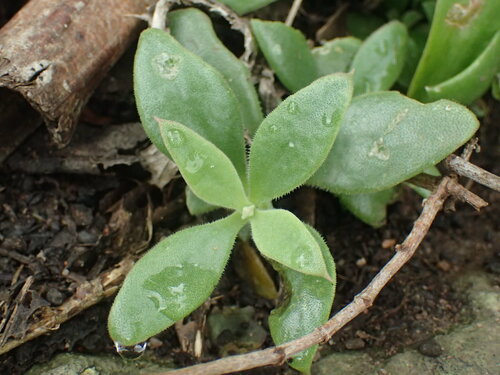 Wandering Sheepfig (Delosperma tradescantioides)