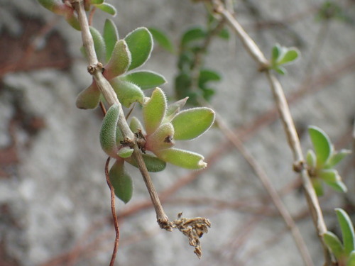 Image of Delosperma tradescantioides by (c) Mahomed Desai, some rights reserved (CC BY)