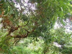 Endospermum chinense