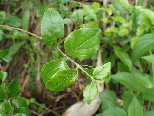 Image of Afrocanthium mundianum by (c) Mahomed Desai, some rights reserved (CC BY)