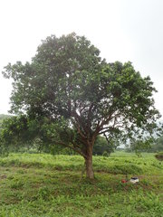 Syzygium nervosum