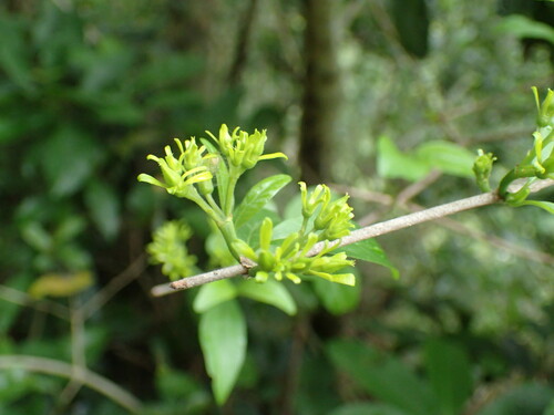 Image of Vangueria lasiantha by (c) Mahomed Desai, some rights reserved (CC BY)