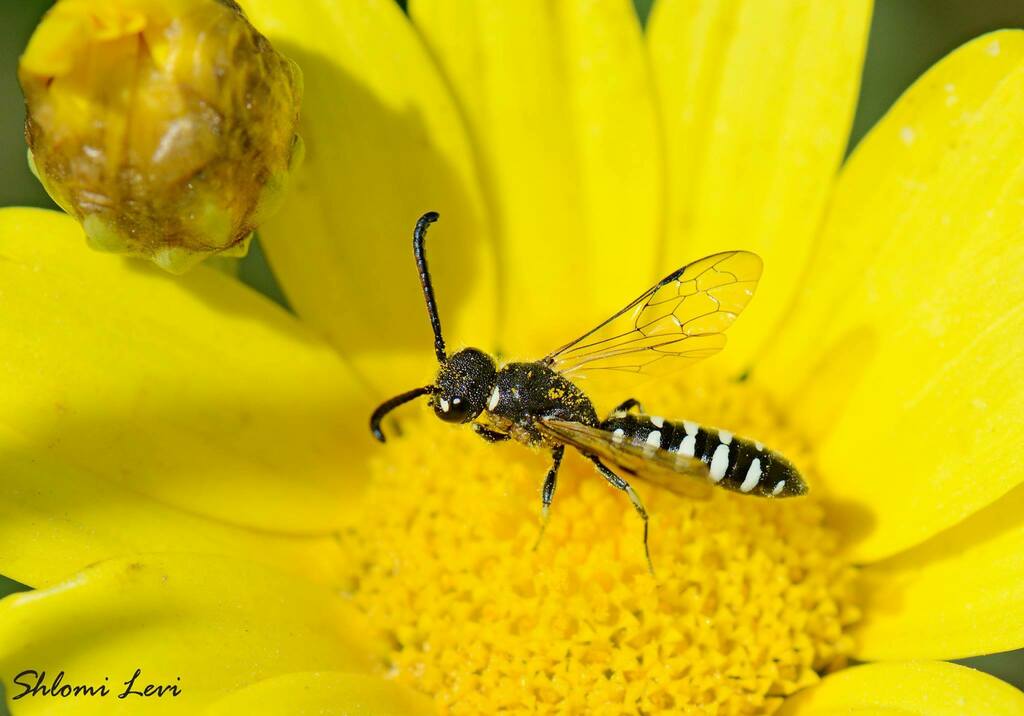 Sapyga sancta