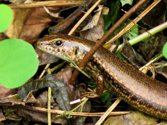 Himalayan Forest Skink photo 3