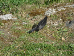 Turdus merula