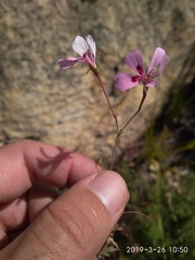 Pelargonium patulum patulum
