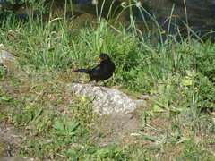 Turdus merula