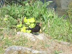 Turdus merula