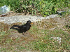 Turdus merula