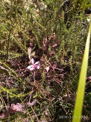 Pelargonium patulum patulum