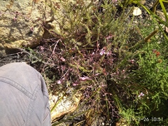 Pelargonium patulum patulum