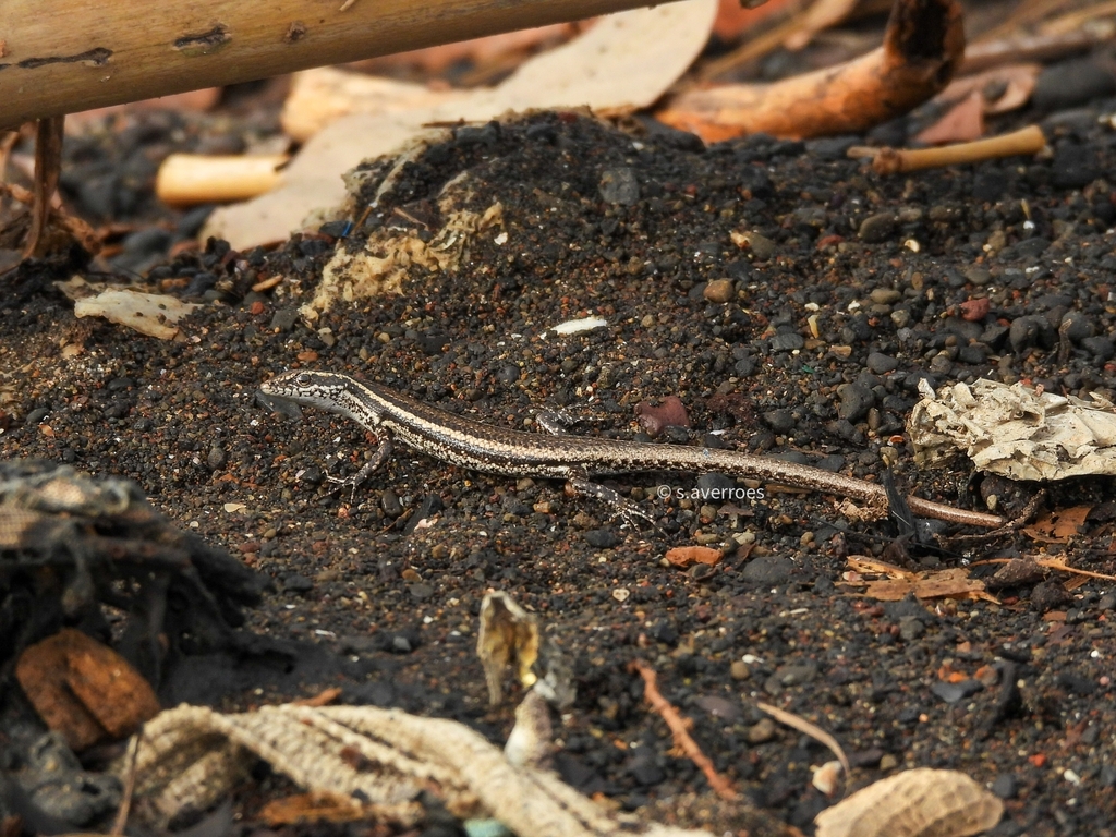 Cryptoblepharus cursor (Cryptoblepharus cursor)