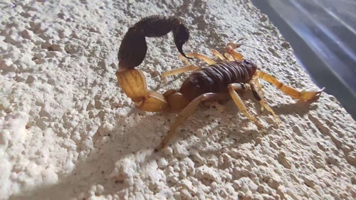Ethiopian Thicktail Scorpion