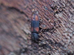 Bitoma crenata