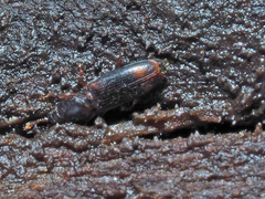 Rhizophagus bipustulatus