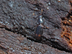 Rhizophagus bipustulatus
