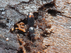 Rhizophagus bipustulatus