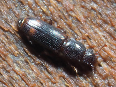 Rhizophagus bipustulatus