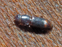 Rhizophagus bipustulatus