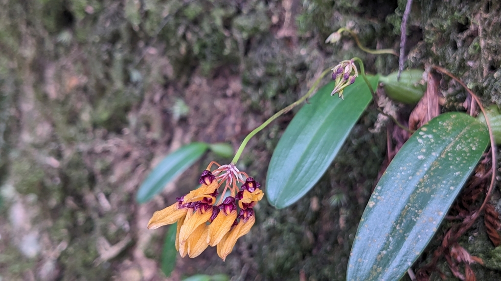 Bulbophyllum retusiusculum Rchb.f.