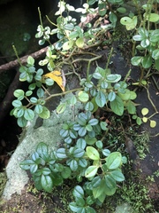 Peperomia retusa
