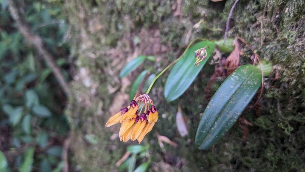 Bulbophyllum retusiusculum Rchb.f. 2