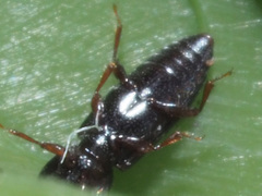 Rhizophagus bipustulatus