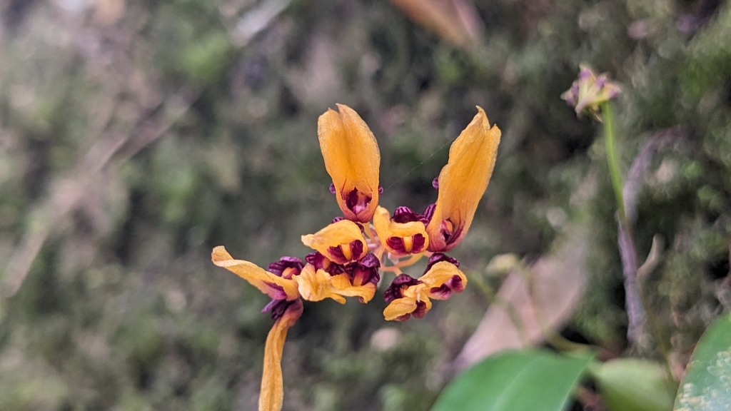 Bulbophyllum retusiusculum Rchb.f. 3