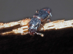 Rhizophagus bipustulatus