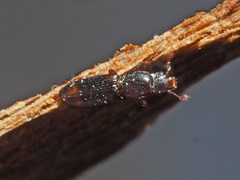 Rhizophagus bipustulatus