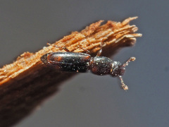 Rhizophagus bipustulatus