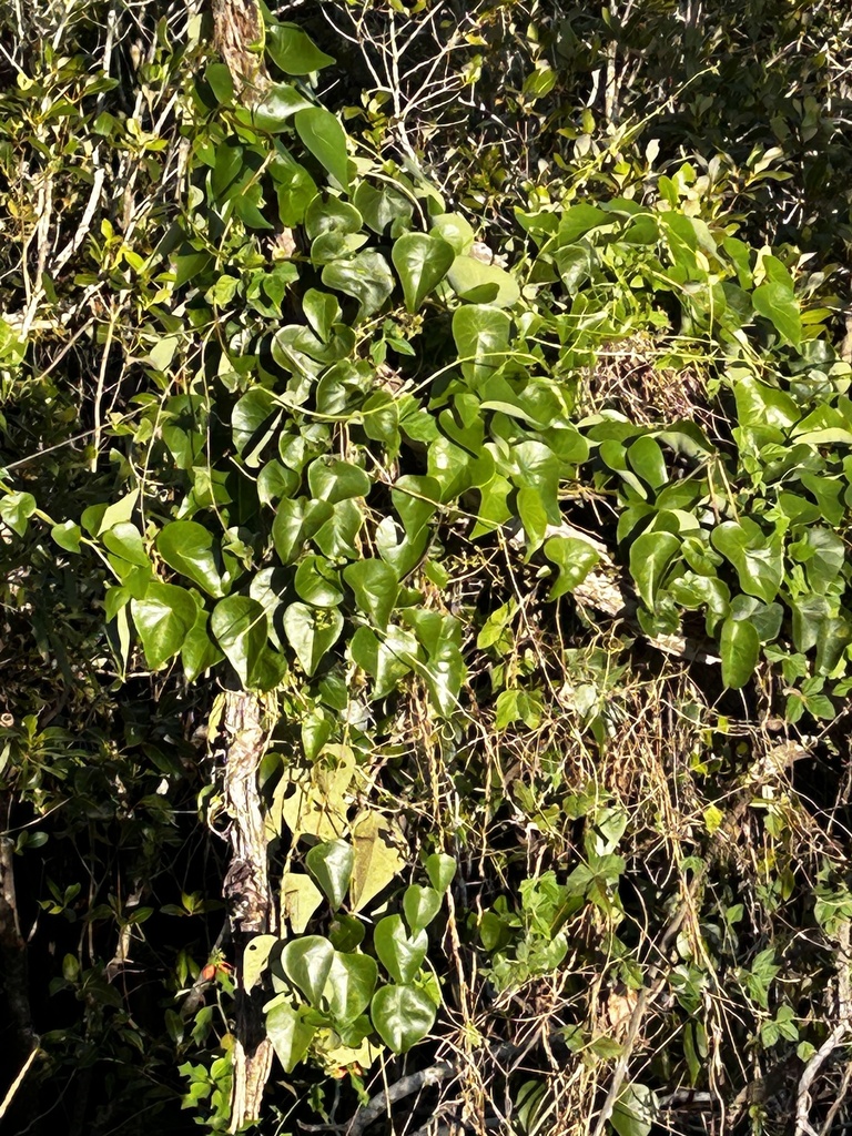 Tapevine from Angels Beach Dr, East Ballina, NSW, AU on November 26 ...