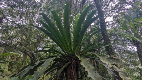 Asplenium antiquum, photograph 3