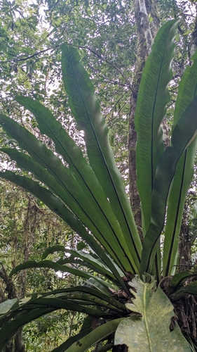 Asplenium antiquum, photograph 4