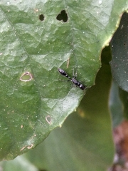 Tetraponera