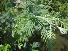 Acacia dealbata