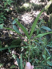 Faurea macnaughtonii