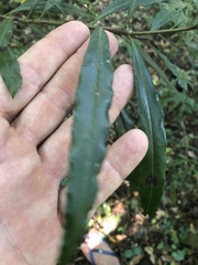 Faurea macnaughtonii