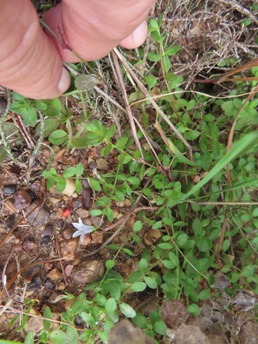 Image of Wahlenbergia procumbens by (c) linkie, some rights reserved (CC BY)